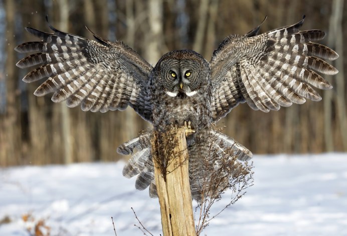 Животные в лесу зимой