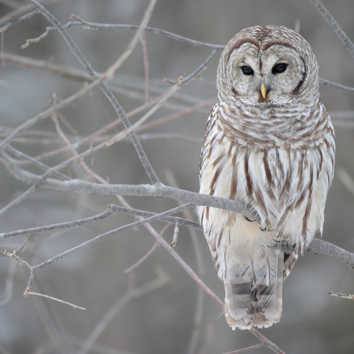 Сова в зимнем лесу
