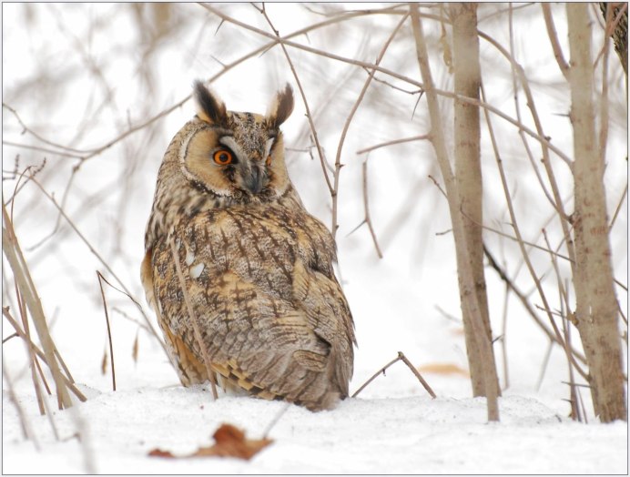 Ушастая Сова зима
