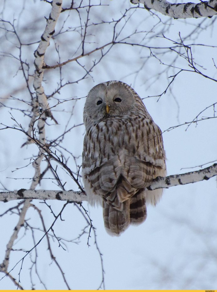 Полярная Сова Якутия