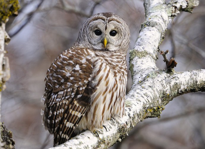 Неясыть зимующая птица