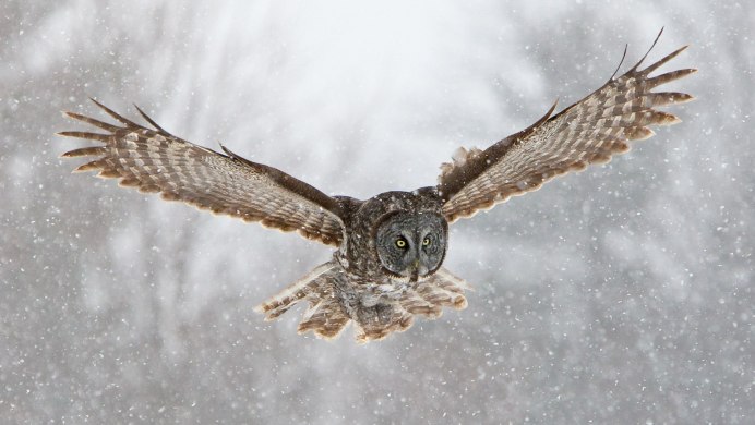 Сова летит
