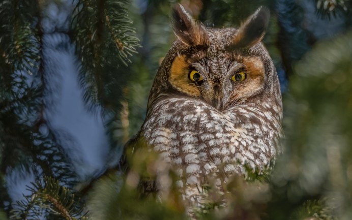 Сокол зимой