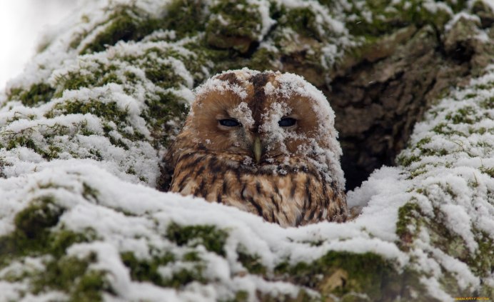 Сова зимующая