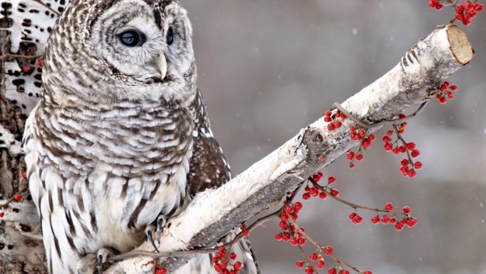 Сычик нахохлился