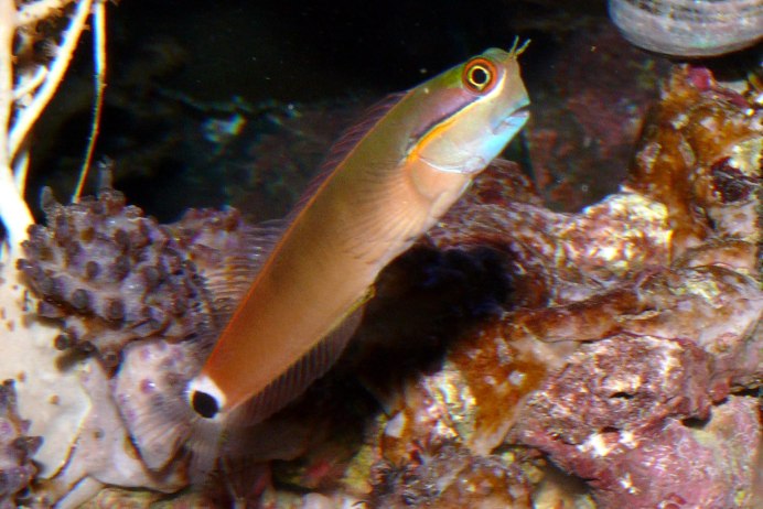 Собачка двухцветная, m /Ecsenius bicolor