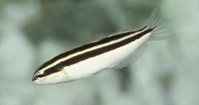 Рыба Blenny