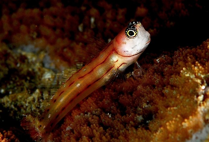 Саблезубая Blenny
