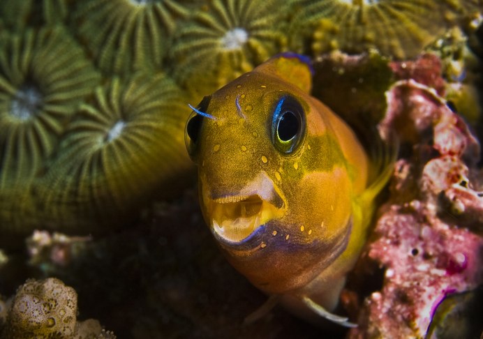 Рыба Blenny
