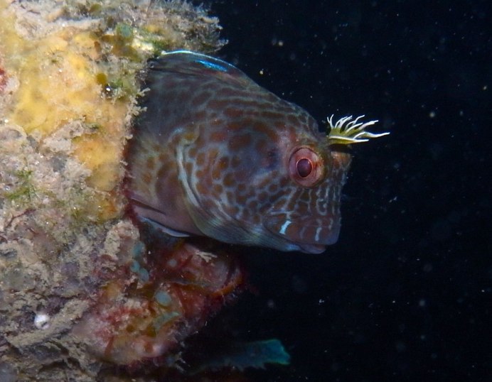 Bicolor Blenny