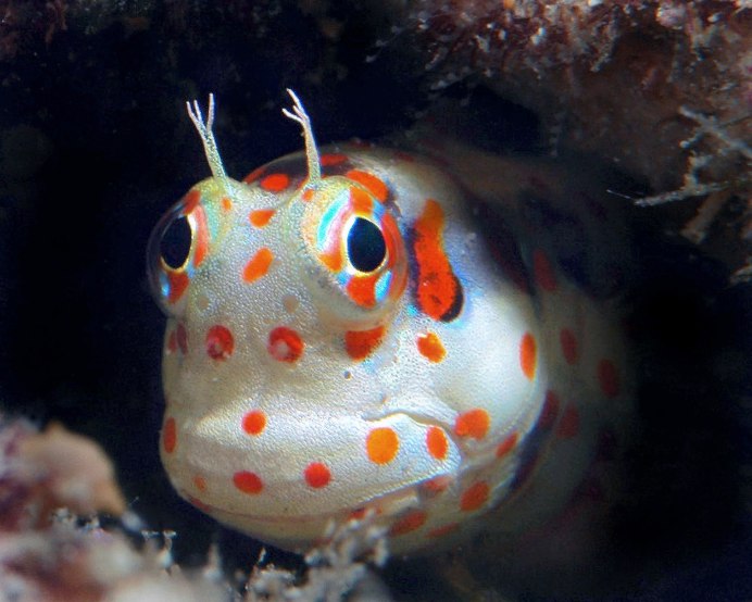 Istiblennius chrysospilos