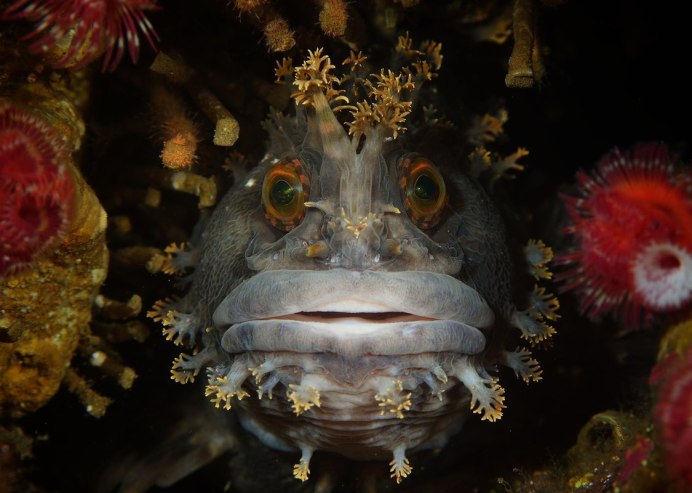 Dendrochirus biocellatus