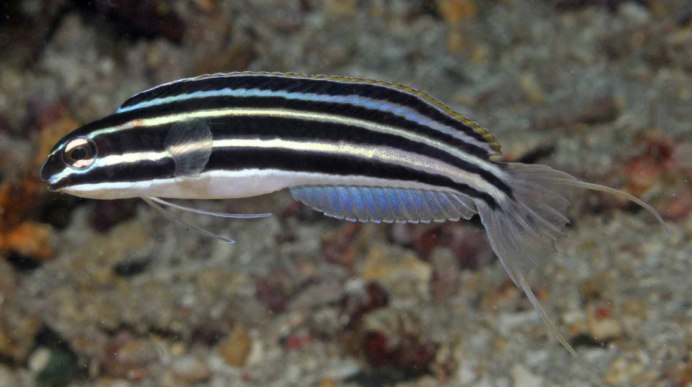 Parablennius marmoreus