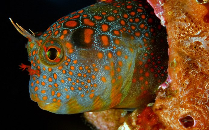 Blenny Tessellated