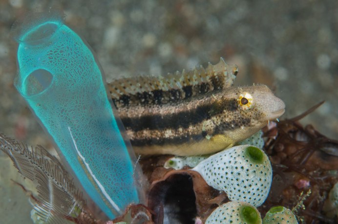 Meiacanthus grammistes