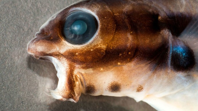 Pictus Blenny
