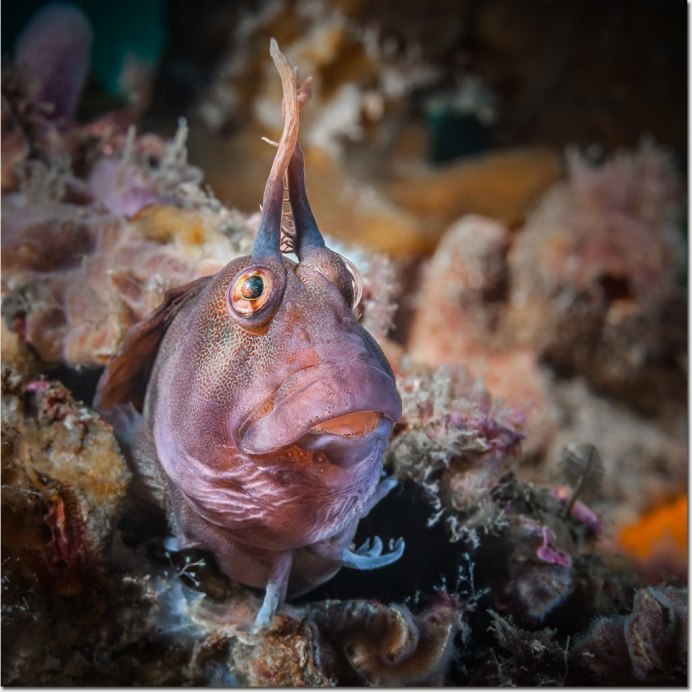 Blenny Fish