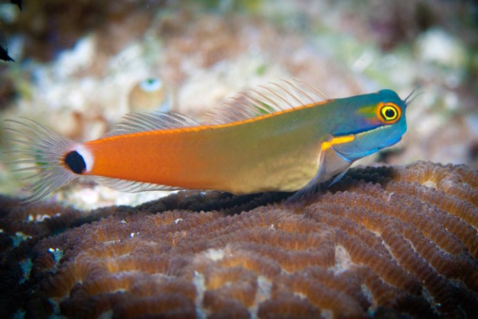 Blenny Fish