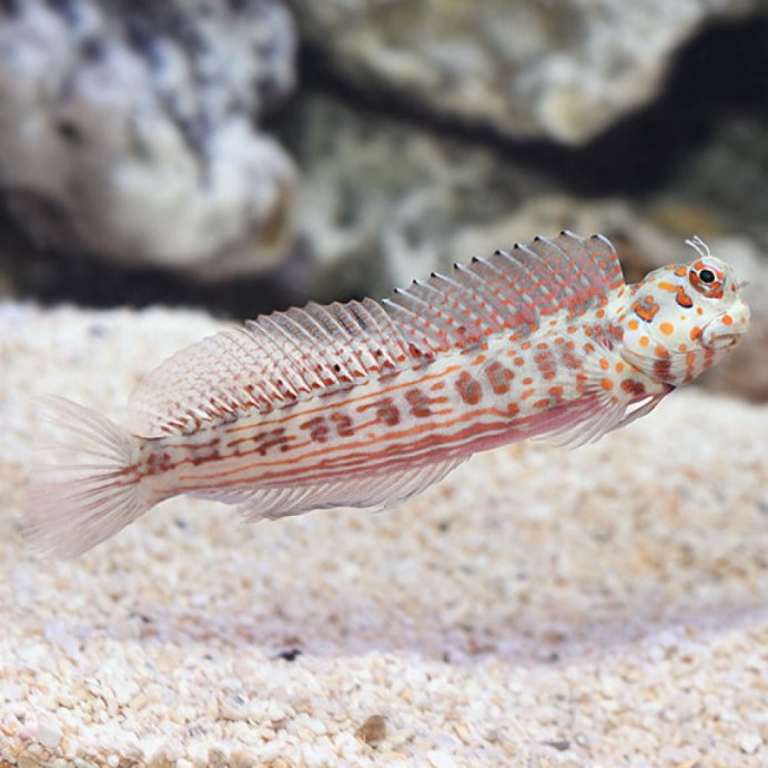 Щучья морская собачка (Neoclinus blanchardi)