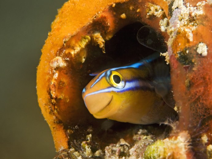 Рыба Blenny