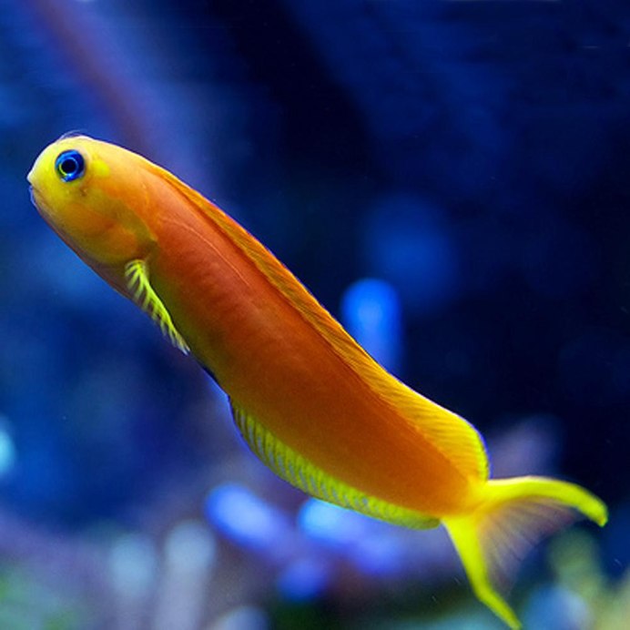 Synchiropus ocellatus