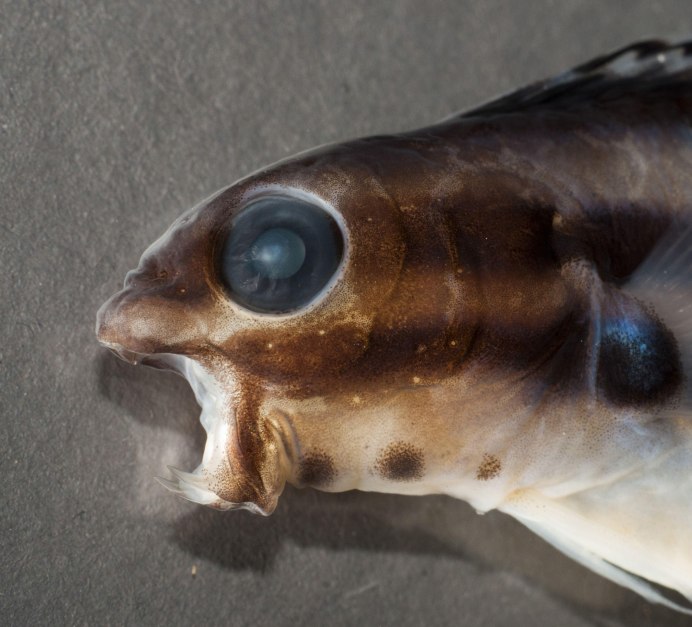 Neoclinus blanchardi