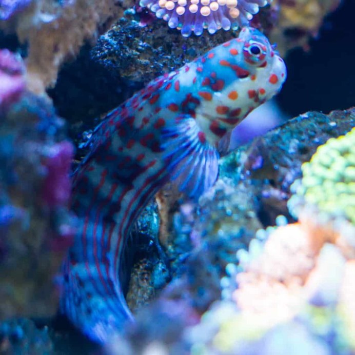 Blenny
