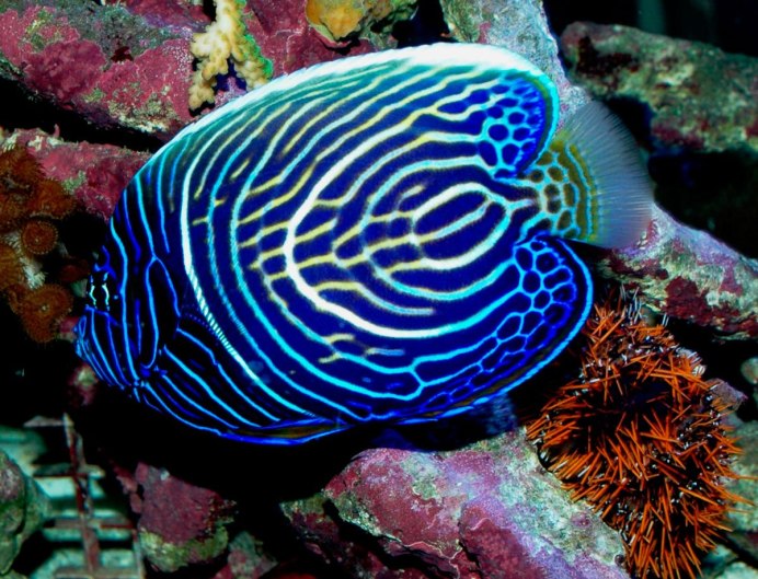 Pictus Blenny