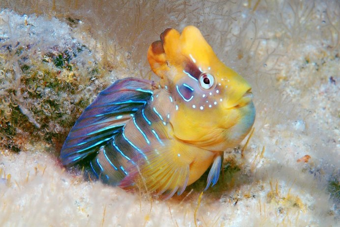 Meiacanthus atrodorsalis