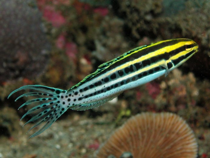 Собачка-истибленниус красноточечная/Istiblennius chrysospilos