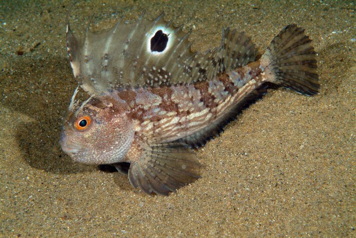 Parablennius marmoreus