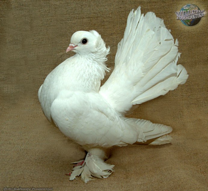 Голуби – купить домашних голубей в Москве и Московской области, цены