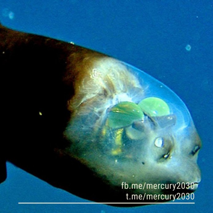 Barreleye Fish рыба
