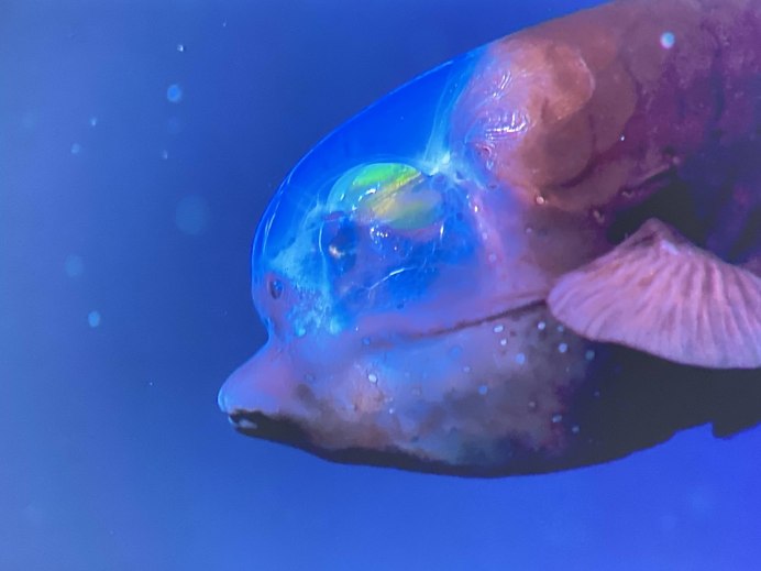 Barreleye Fish рыба