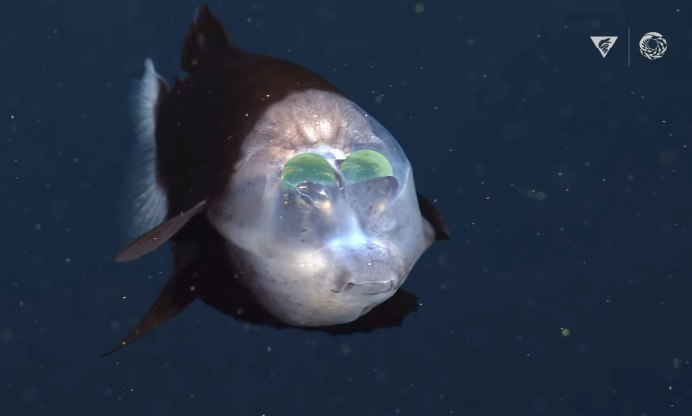 Barreleye рыба