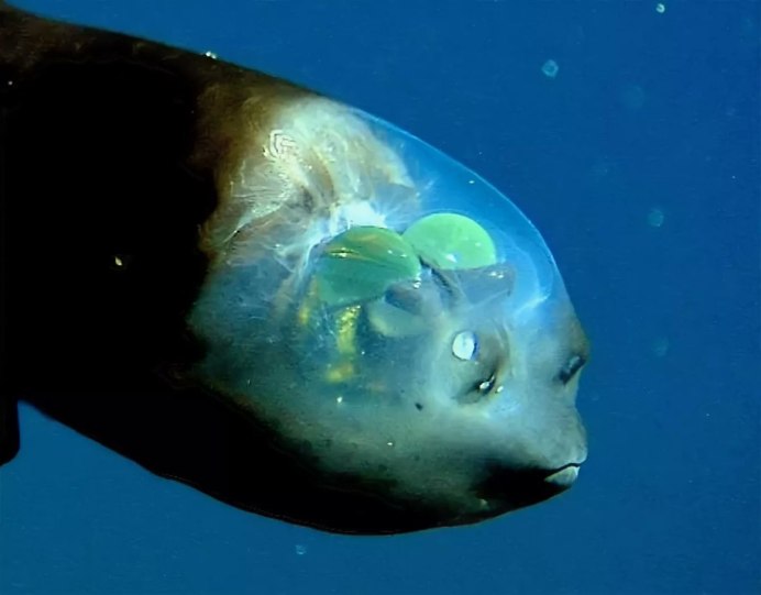 Opisthoproctus soleatus