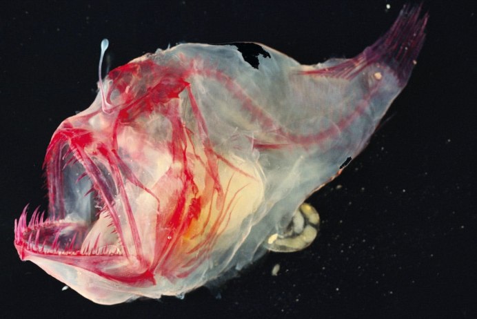 Winteria telescopa
