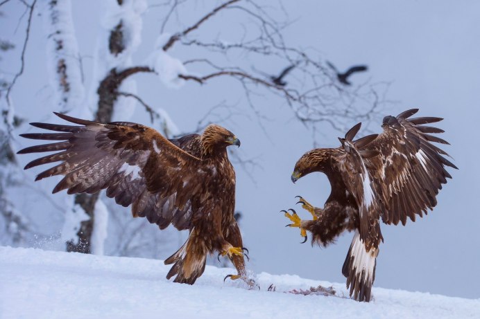 Buzzard foto