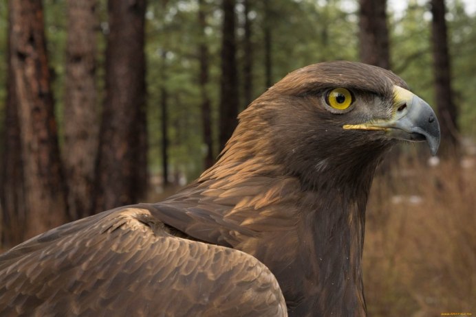Тетеревятник (Accipiter gentilis)