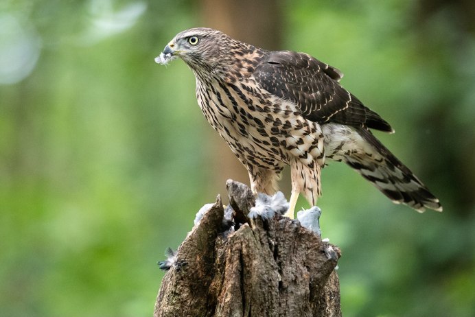 Ястреб - тетеревятник (Accipiter gentilis)