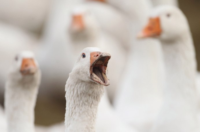 Гусь из игры untitled Goose game
