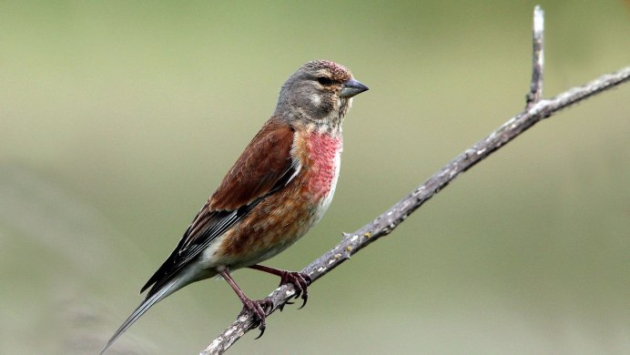 Acanthis flammea