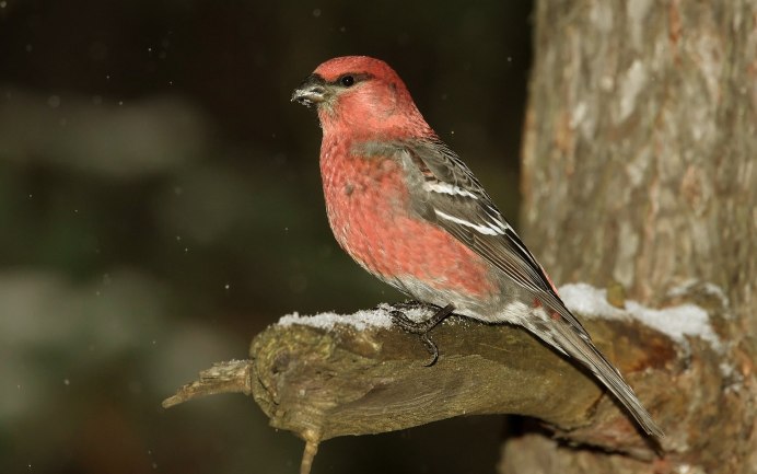 Сибирская чечевица (Carpodacus roseus (Pall.)