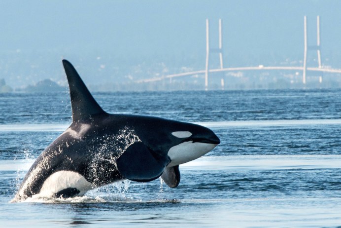 Orcinus Orca коса́тка Orca Killer Whale