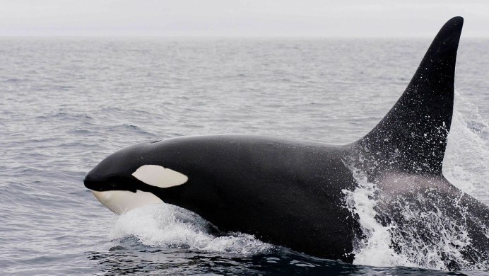 Косатка - Orcinus Orca (Дальневосточная Плотоядная популяция)