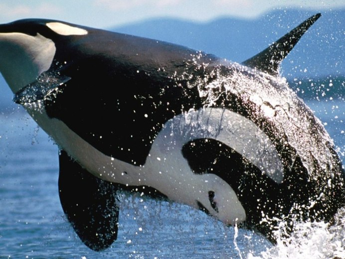 Orka 1995 Касатка