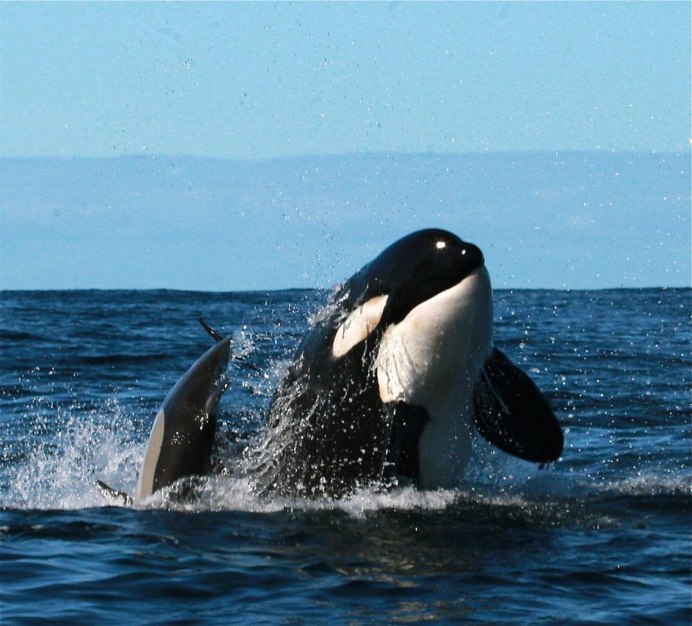 Killer Whales jumping