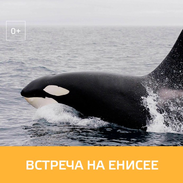 Амурская Касатка-скрипун