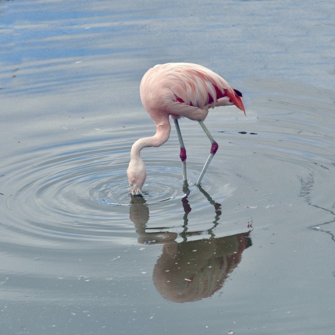 Фламинго розовый (Phoenicopterus roseus)
