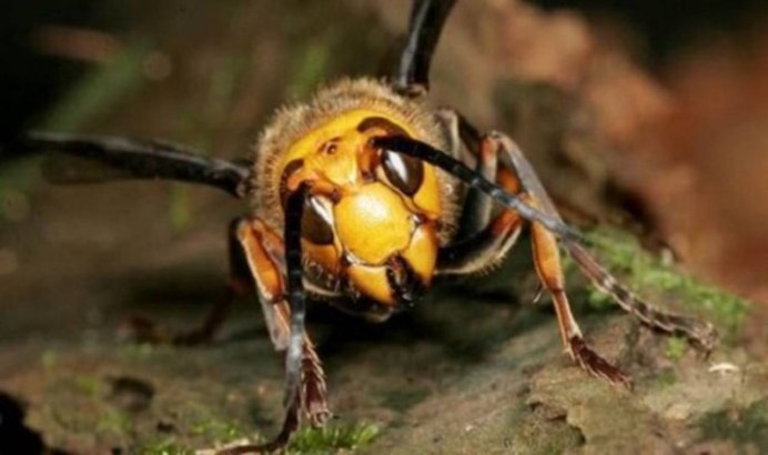 Бразильский Шершень